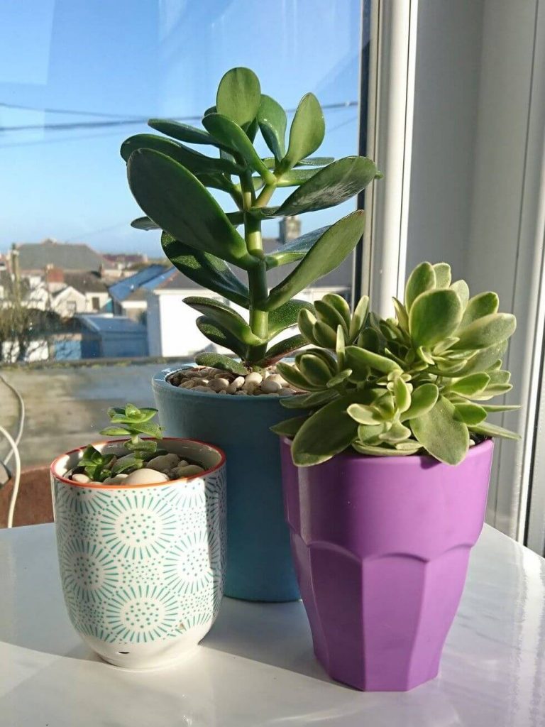 Lorraine desk plants