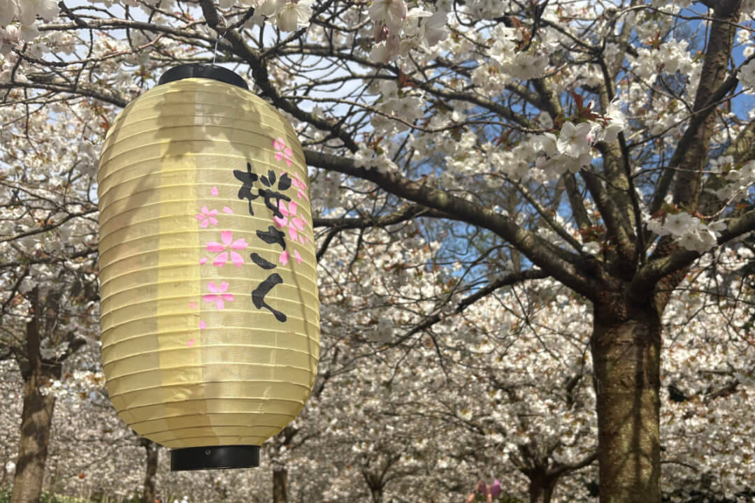 A paper lantern, suspended from a cherry blossom tree to illustrate a story about online search and how it's changing in 2026